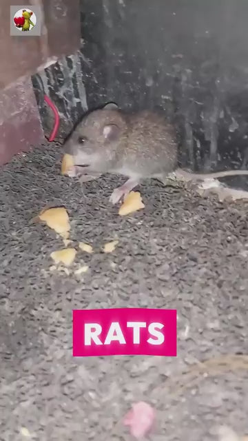 Rat Repellent Spray